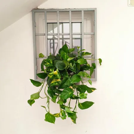 Casa Iolanda Барі